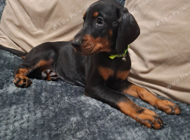 Last Female Dobermann pup ready now