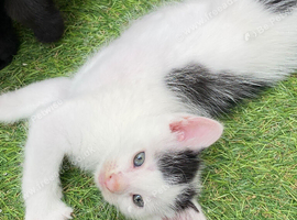 Kittens ready now to loving indoor homes only