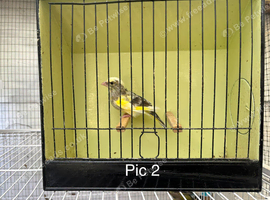 Mutation greenfinches