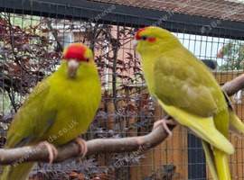 Young Kakarikis