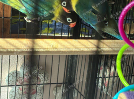 Black masked lovebirds