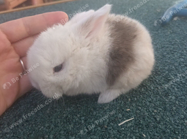 Baby mini lops resdy In October