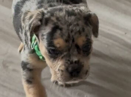 Beautiful frenchie x dachshund pups ** 1 boy left**