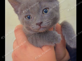 Female kitten