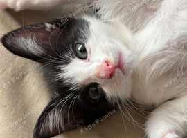 1 beautiful black and white girl available now