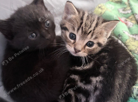 British shorthair tabby&rsquo;s