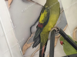 Regant parrot