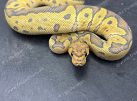 Cypress leopard hypo clown male