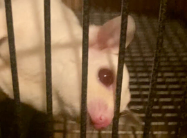Ruby red eye baby sugar gliders