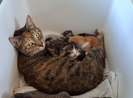 5 cute little kitties