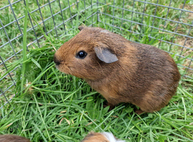 California x brothers Guinea pigs, ip3