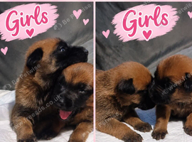 Belgian Malinois Puppies &ndash; 4 Girls & 3 Boys