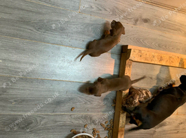 Stunning dachshunds ready to leave soon