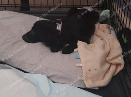 Honey is needing a home