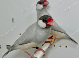 Proven pair of silver java sparrow for sale