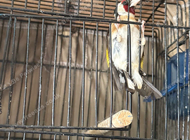 Male Gold finch