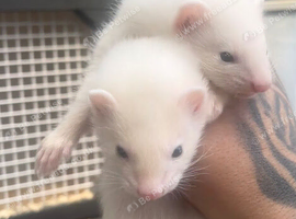 1 black eyed white hob & 1 albino hob