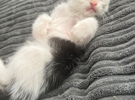 Kittens for sale