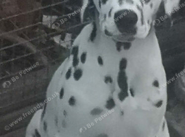 Stunning Dalmatian girl for sale