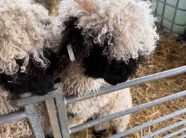 Adorable Valais Blacknose Ram & Ewe lambs