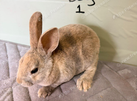 Blue Rex bunnies