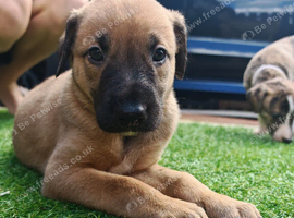 Stunning litter of very well bred lurchers!