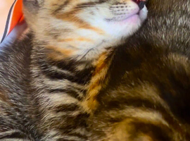 Last Tabby Kitten available