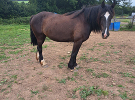 Nice mare