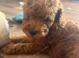 Toy poodle