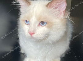 TICA REGISTERED Ragdoll Cats