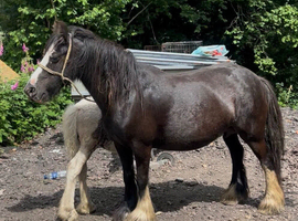 Black roan cob mare with colt foal