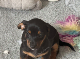 Dachound x