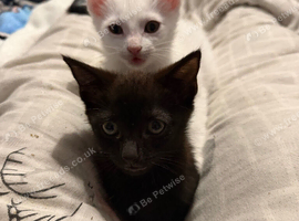 Kittens