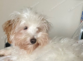 Toy poodle x  Cotton de Tulear for sale