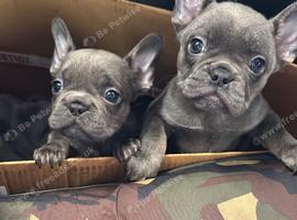 Blue frenchie pups big rope genetics