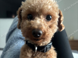 Rolo, Toy poodle