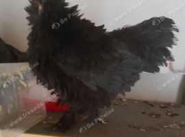 Black frizzle bantam chicken