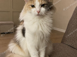 Waiting list for Ragdoll x Russian Blue Kittens due Oct