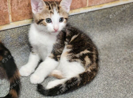 Beautiful kitten now available again