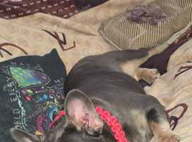 French bulldog male 1 year old
