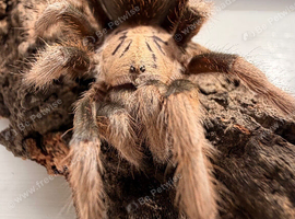 Tarantulas