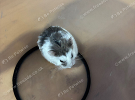 Winter Robo Hamster