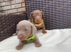 Mini Dachshund puppies