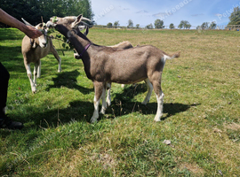Toggenburg billy