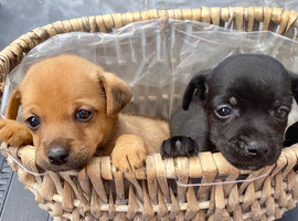 Jack russel puppies