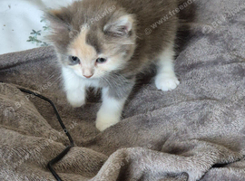 1 female rag doll kitten left
