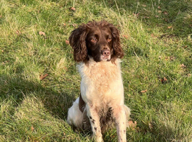 Retirement Home Sought for Loyal English Springer Spaniel