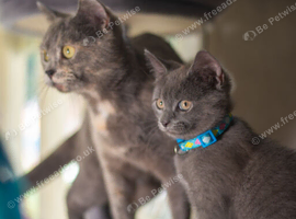 British shorthair kittens