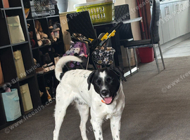 Collie cross
