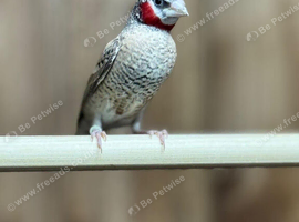 Cut throat finches